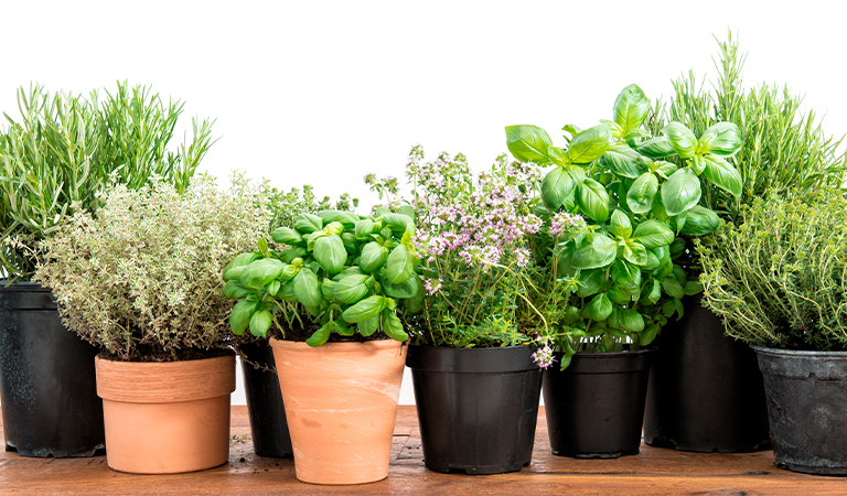 Suas plantas mais saudáveis