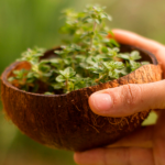 vasos de plantas com casca de coco