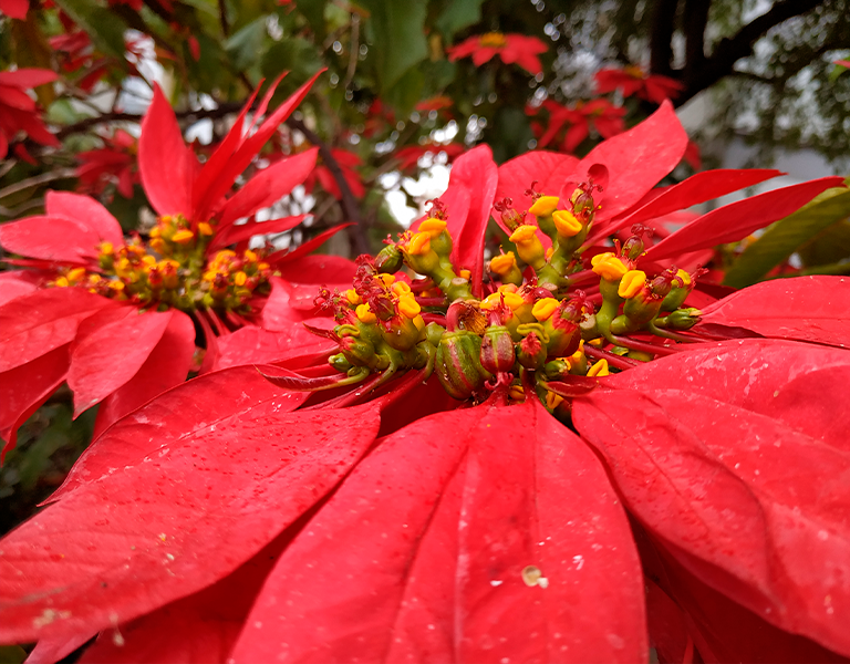 Poinsétia: descubra como cultivar a flor do Natal | Dicas Mão na Massa