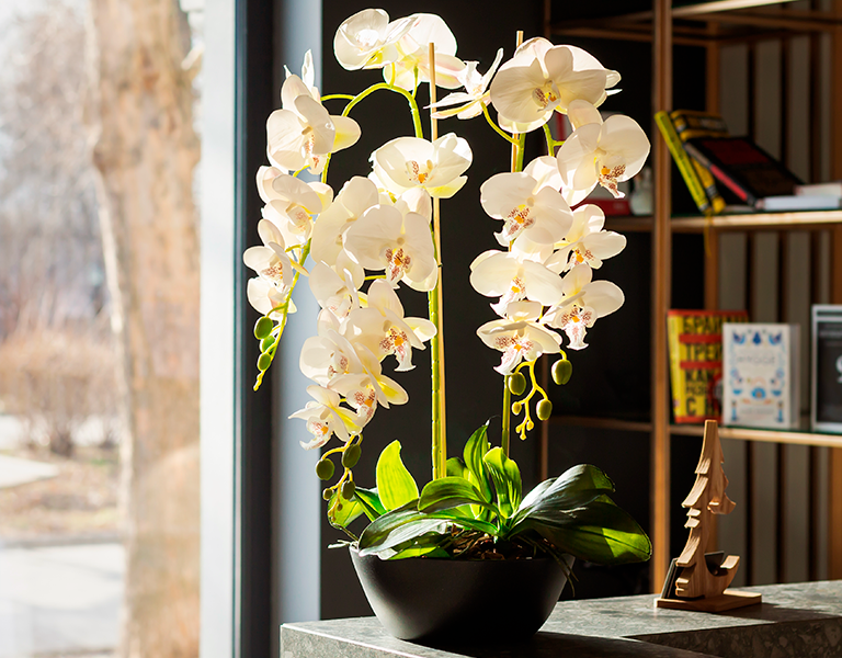 Orquídeas Brancas