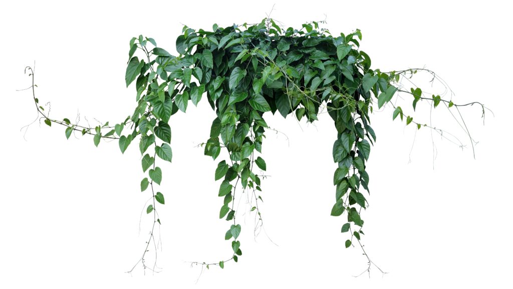 Imagem da planta pendente de jade (Dischidia spp.)