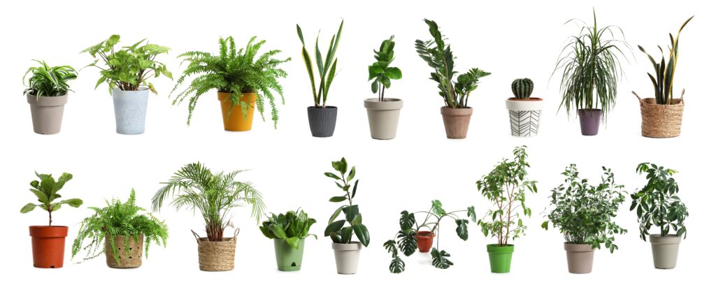 Diversos tipos de vasos de plantas